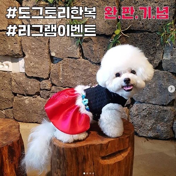 도그토리 매화아씨 한복 완판기념 리그램 이벤트 타이틀이미지