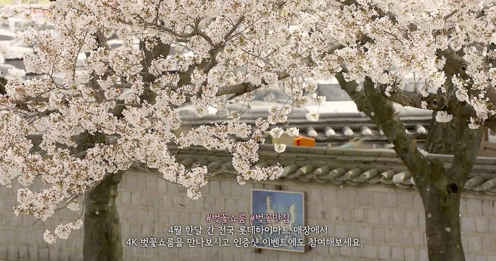 4K_벚꽃쇼룸_인증샷이벤트 타이틀이미지